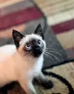 Siamese Cat