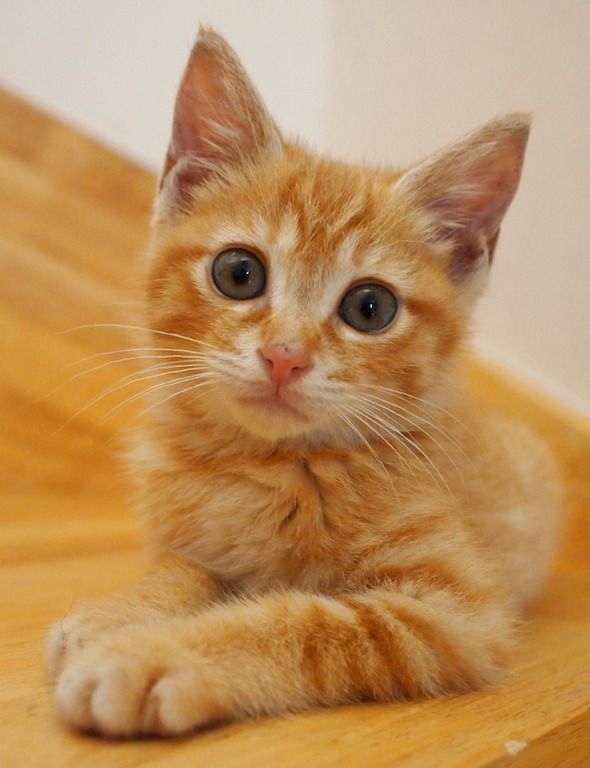 Orange Cat